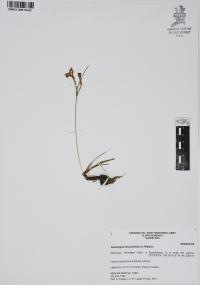 Nemastylis tenuis image